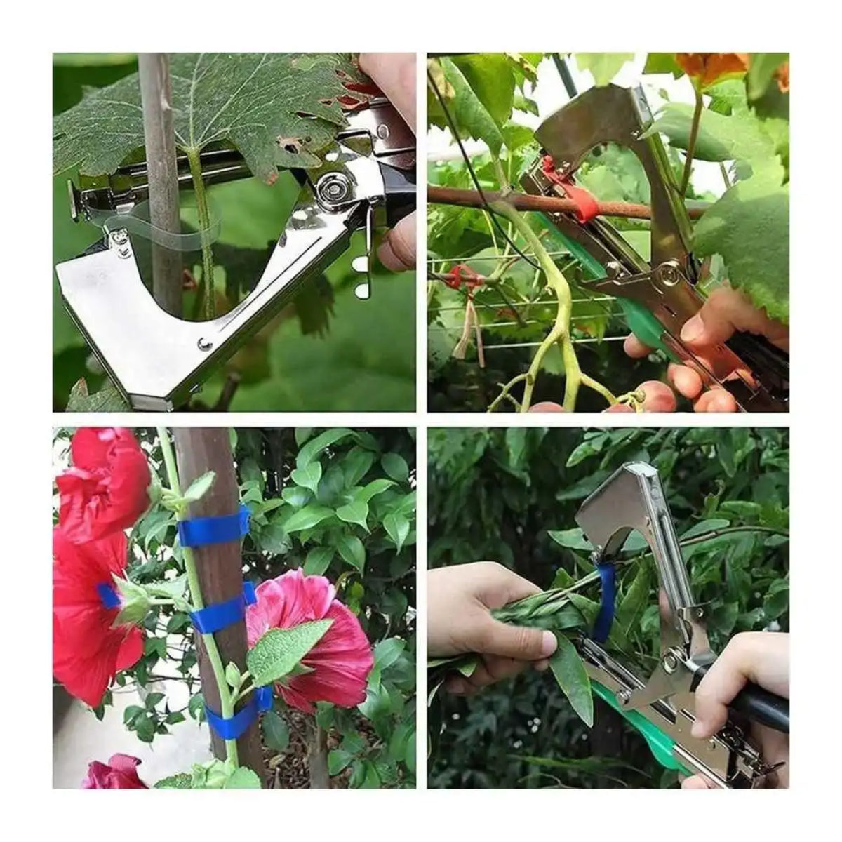 Aparat de Legat Vita de Vie / Plante